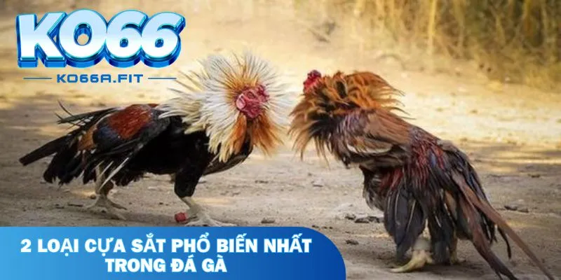 2 loại cựa sắt phổ biến nhất trong đá gà