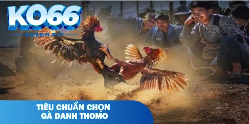 Tiêu chuẩn chọn gà danh Thomo