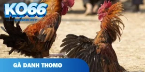 Gà Danh Thomo - Biểu Tượng Đẳng Cấp Trong Giới Đá Gà